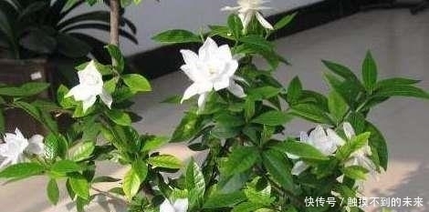 栀子花盆|在栀子花盆挖个坑,花苞蹭蹭的冒不停,不黄叶不烂根