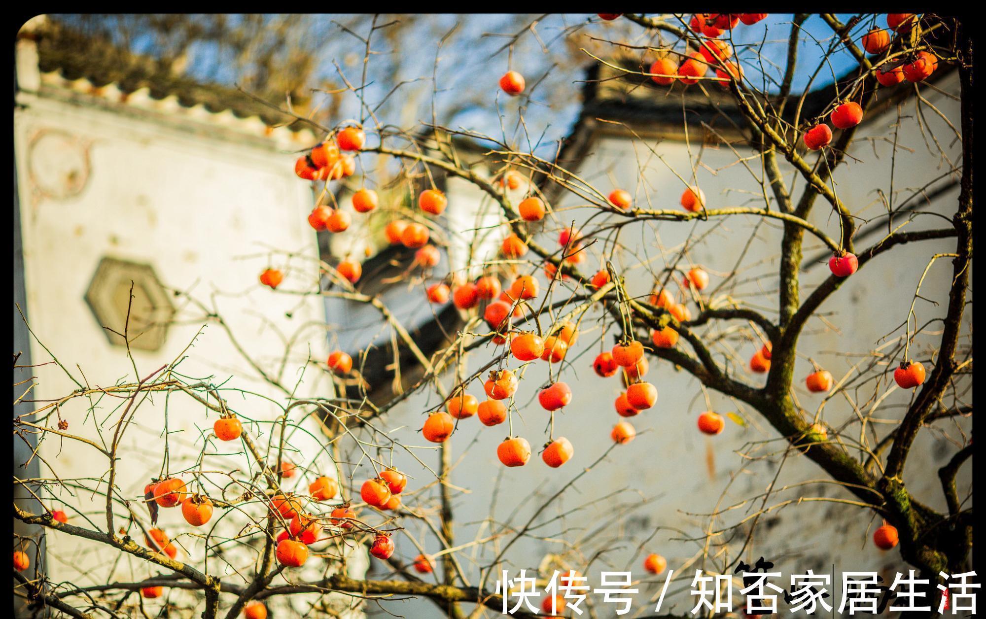 3种“养人树”，漂亮有香味，能吃能观赏，建议至少养一种