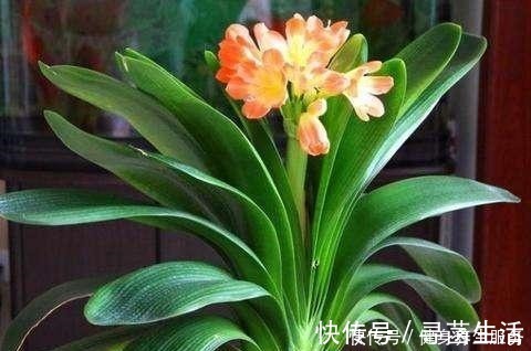 叶肥|君子兰是个“小馋猫”,给它吃这“3种料”,芽多叶肥,迅速爆盆!