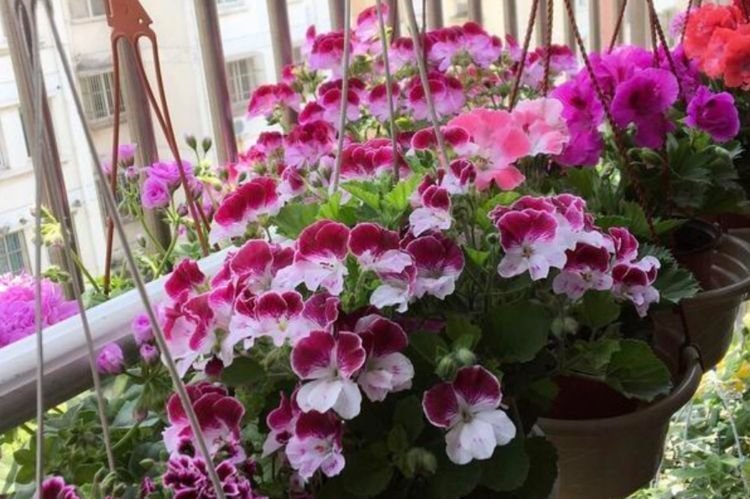 几款艳丽的花卉，名字好听，花更美，高端大气上档次，美出新天地