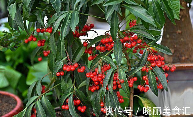 农历9月28日霜降后，养什么花？以下3种花，红红火火吉祥喜庆