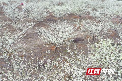 道县李花园 赏花过大年