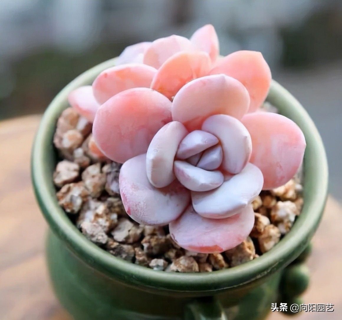 二手|花最少的钱，买最便宜的多肉，专挑二手多肉，也可以养得很好