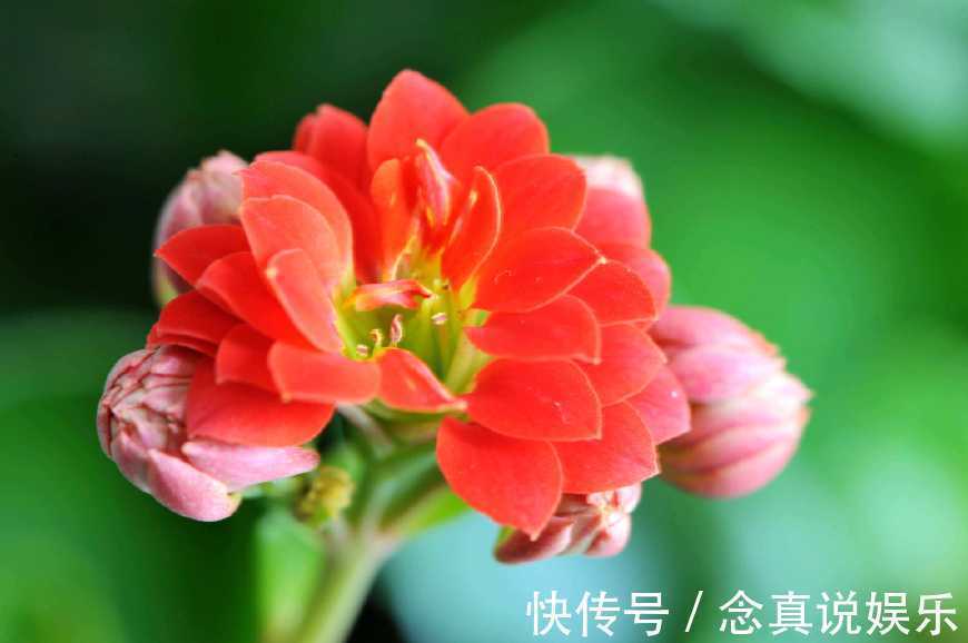 花色|丹麦盆栽花卉之冠圣诞伽蓝菜长寿花色丰富,理想的室内花卉