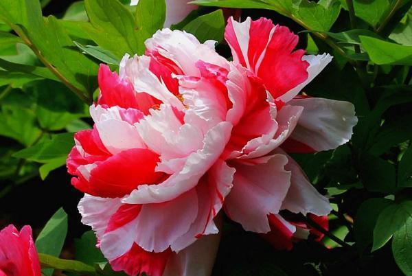 正面|做人,要遵循自然,按规矩行事