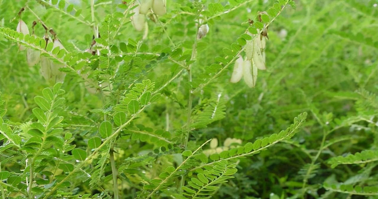 药店|农村一种野草，山上常见，看到别忽视，古人当它救命仙草