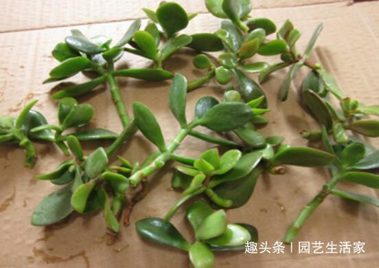 现在就种这三种树,碰土就活,年前长成小盆景!