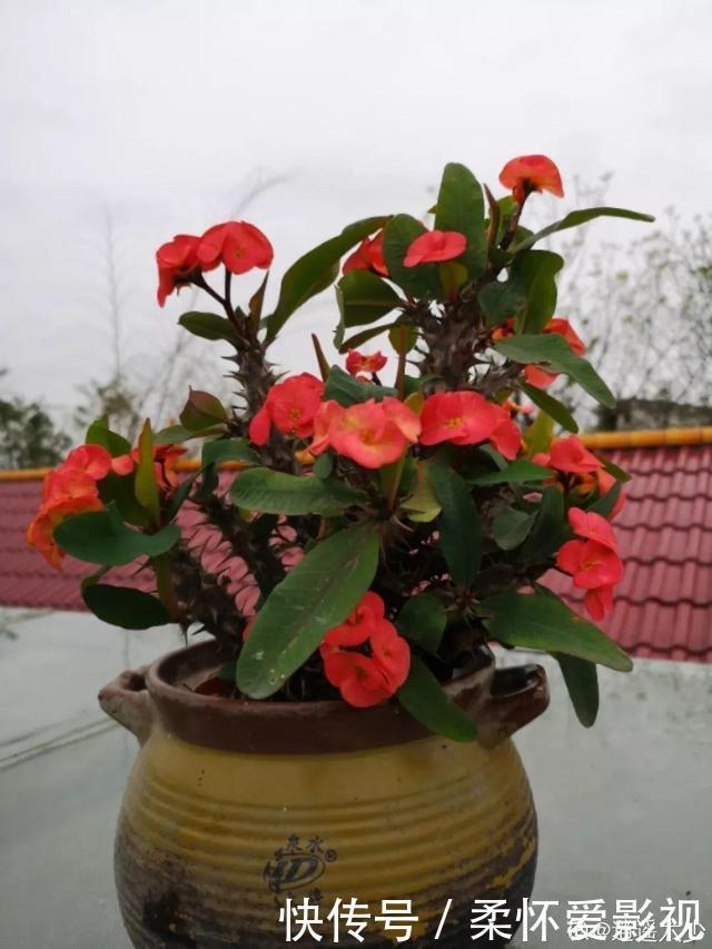 这10种耐旱花，2个月不浇水，叶子反而绿油油