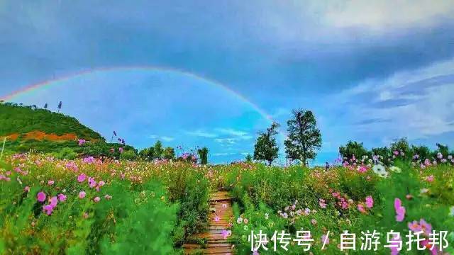 格桑花|泸沽湖的格桑花开了！