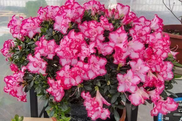 花友|4种花身材不大,花量却怪“吓人”,深秋花开一大片,美翻了