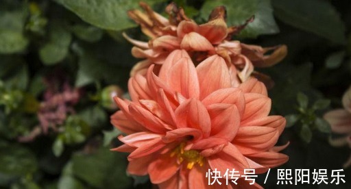 养花|养盆五颜六色的“百日菊”！花期长达100天，让你的花园花开不断