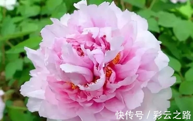 最适合新手养的4种花,沾土就能活,开花就爆盆,谁养谁喜欢