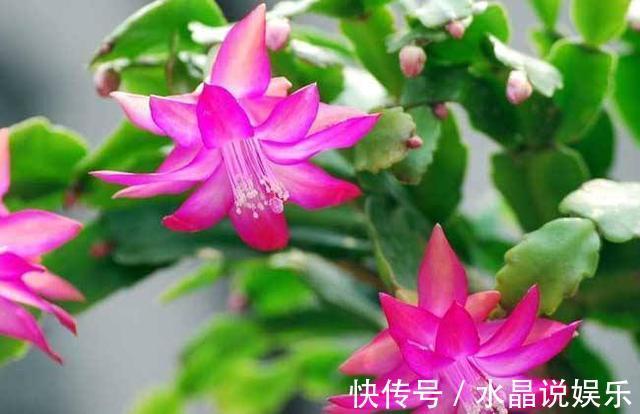 花生壳|立秋过了养花忙,蟹爪兰都睡醒了,盆里来点营养素新枝冒出来