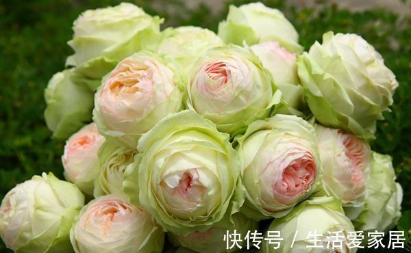 花型|10款切花月季品种推荐,送给爱你的人和你爱的人,快收藏