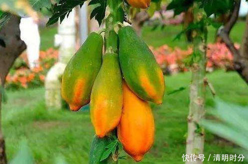 女性不想显老,常吃此食物,减肥排毒,养颜抗衰好处多