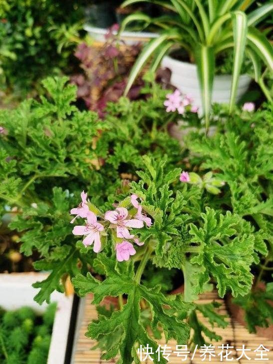 卫生间里养盆“除臭花”，既杀菌消毒，味道清香好闻