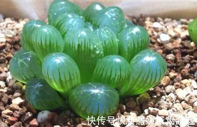 扦插|家庭养花,塑料瓶是“宝贝”,学会5个使用“小妙招”,一生受用