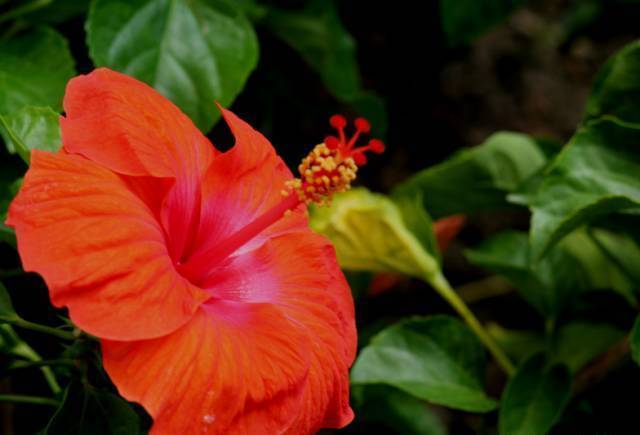 朱瑾花，木槿花，芙蓉花傻傻分不清花开的再妖娆也不要闹笑话