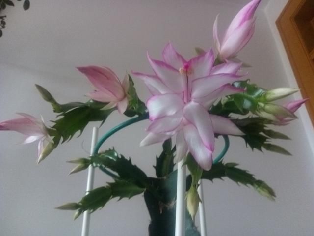 失败|仙人掌嫁接蟹爪兰总是失败5个嫁接妙招不掌握,嫁接一株死一株