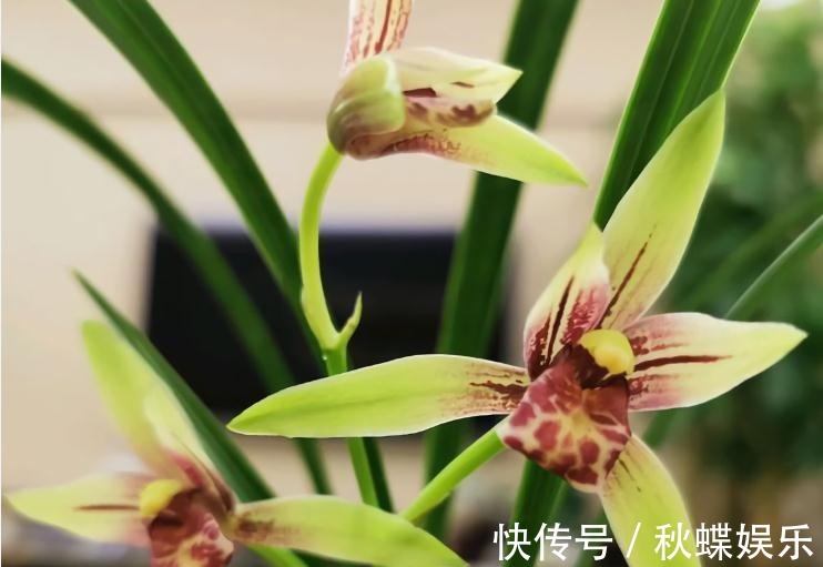 秋天养兰花，遇上“消苞”很郁闷，教你“护苞6招”，放心等花开