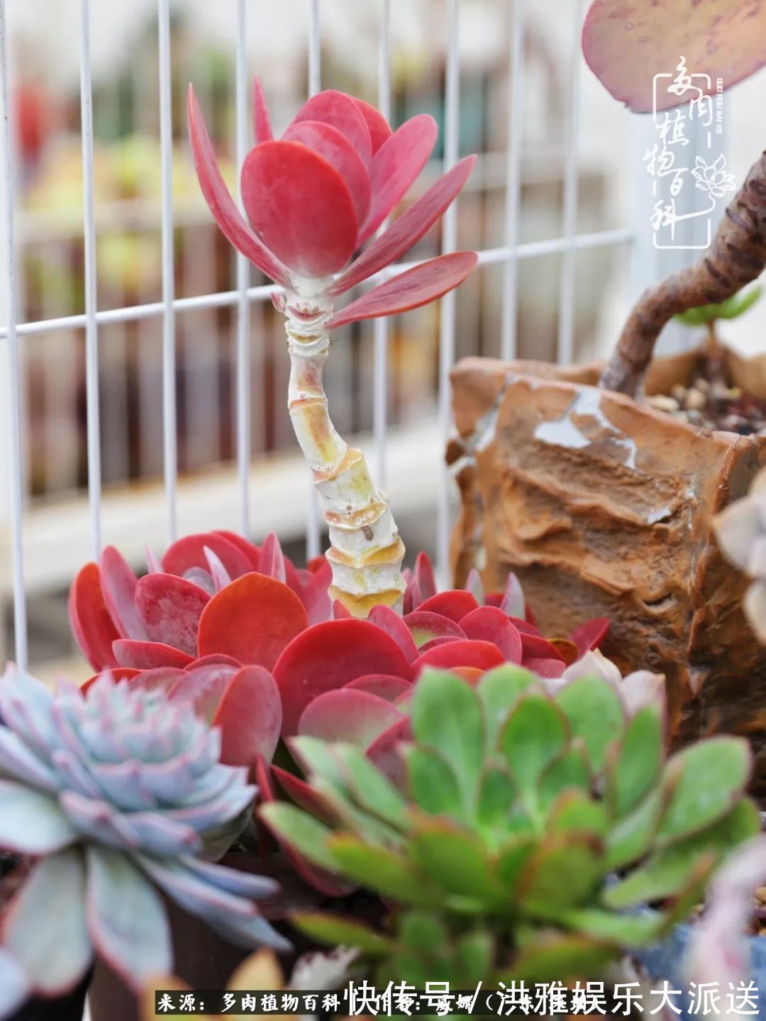 橙梦露|笼子里露养的多肉,越养越美!有多肉的日子伴着小确幸!