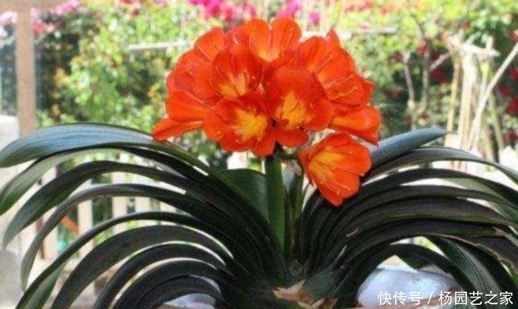 4种花漂亮又好养,不用费心,就能花开不断