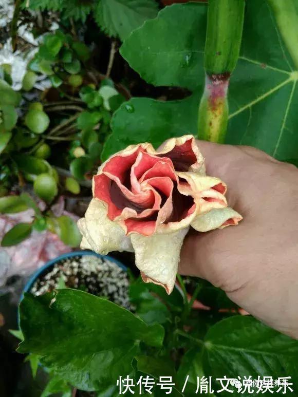 种花|1种花一开就是300多天,好养又漂亮,新手懒人都能养!