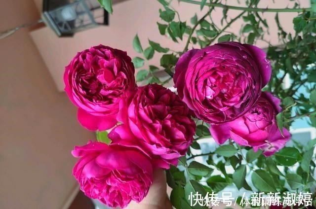 奥斯汀|他痴迷养花,露台养了100多盆花,盆盆美爆,惊艳全小区!