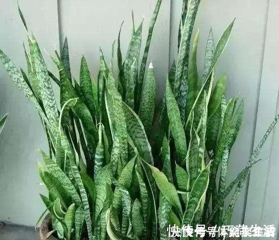 春养虎皮兰,4点“伺候好”,才能长高高,开花特仙气,好运临门!