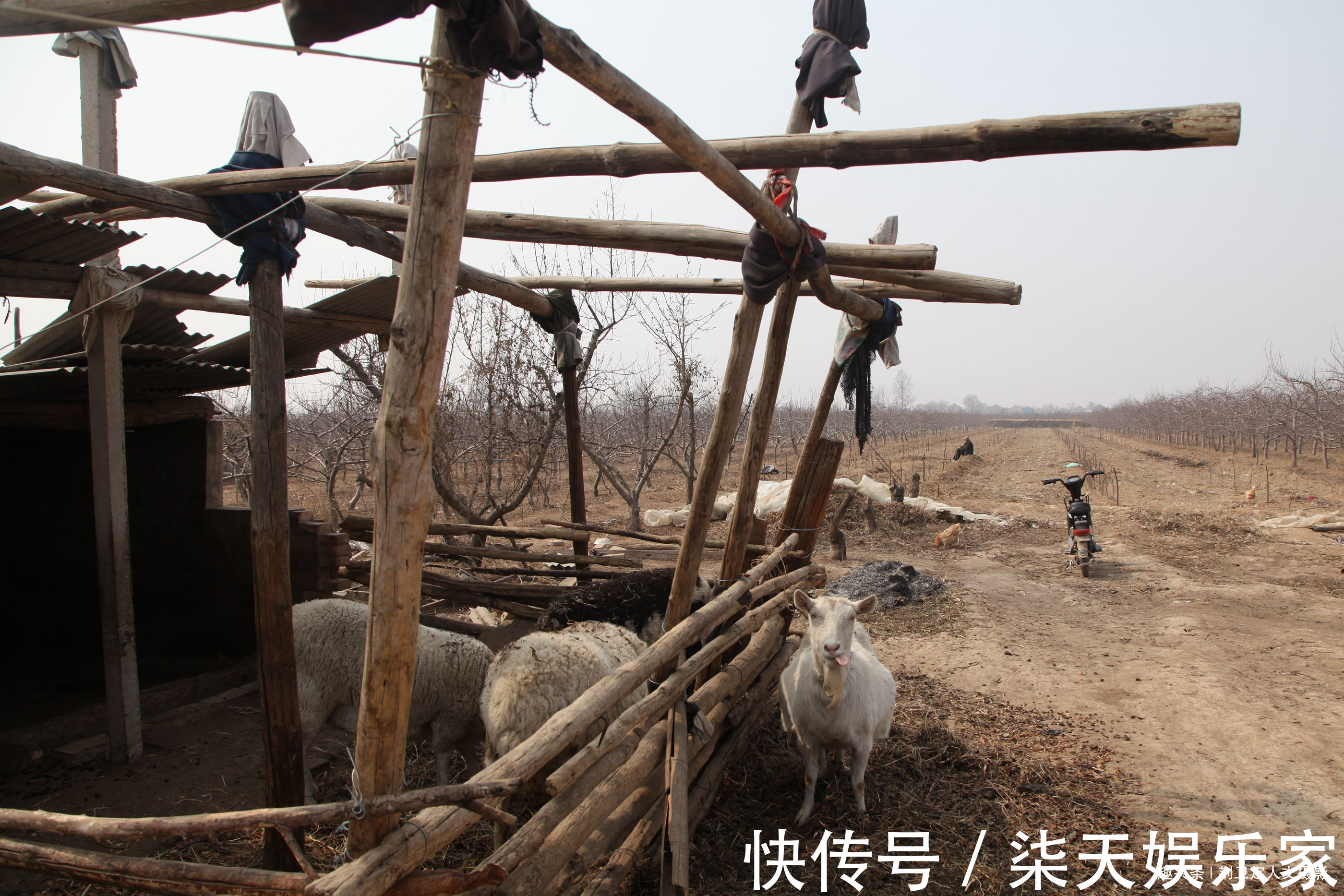 孙大叔|山西8旬农民大叔，吃“虫子”28年，看他身体成啥样