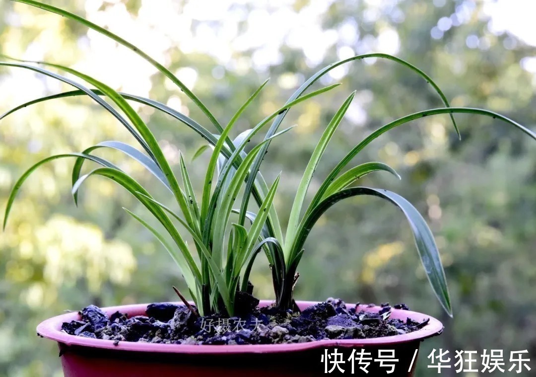 炭疽病|养兰花,比软腐病威胁更大的,是容易治好的炭疽病