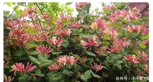 李时珍称此花为“金不换”,花香驱虫净化空气,家人跟着也健康