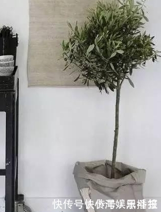 花盆|你还在花钱买花盆吗?别买了,自制花盆,比买的好看的多了