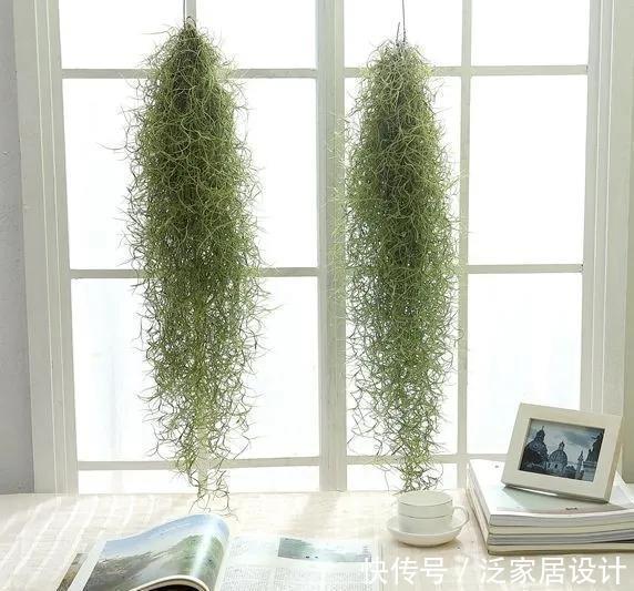 养花位置不够了?养这“6种”可以吊起来养的花,好看又不占地方