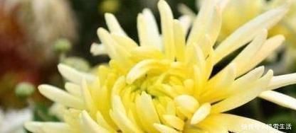 红枣|女性想要皮肤好,推荐吃3种食物,美白淡斑,延缓衰老,好处多多