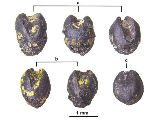 长江|荆门屈家岭发现长江中游最早旱作物粟遗存