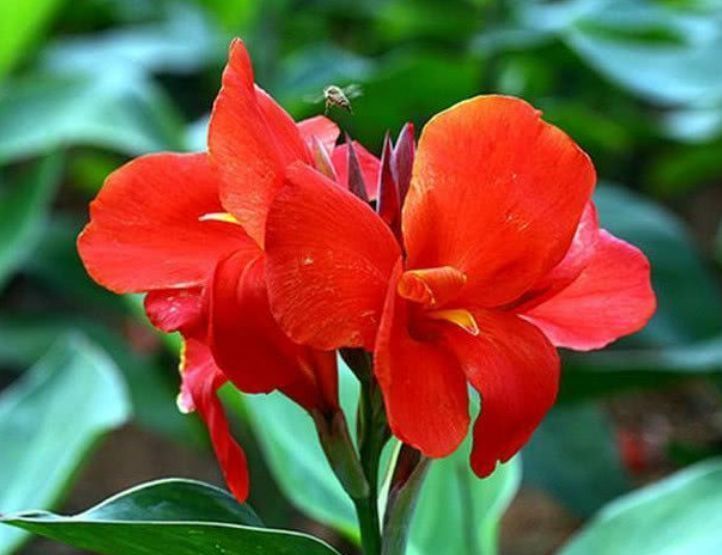 养花就养这款，花开艳丽如火似血，枝繁叶茂，傲骨映寒，美