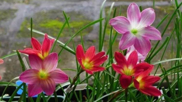 4种花是真正的开花机器,空气清新,满屋飘香