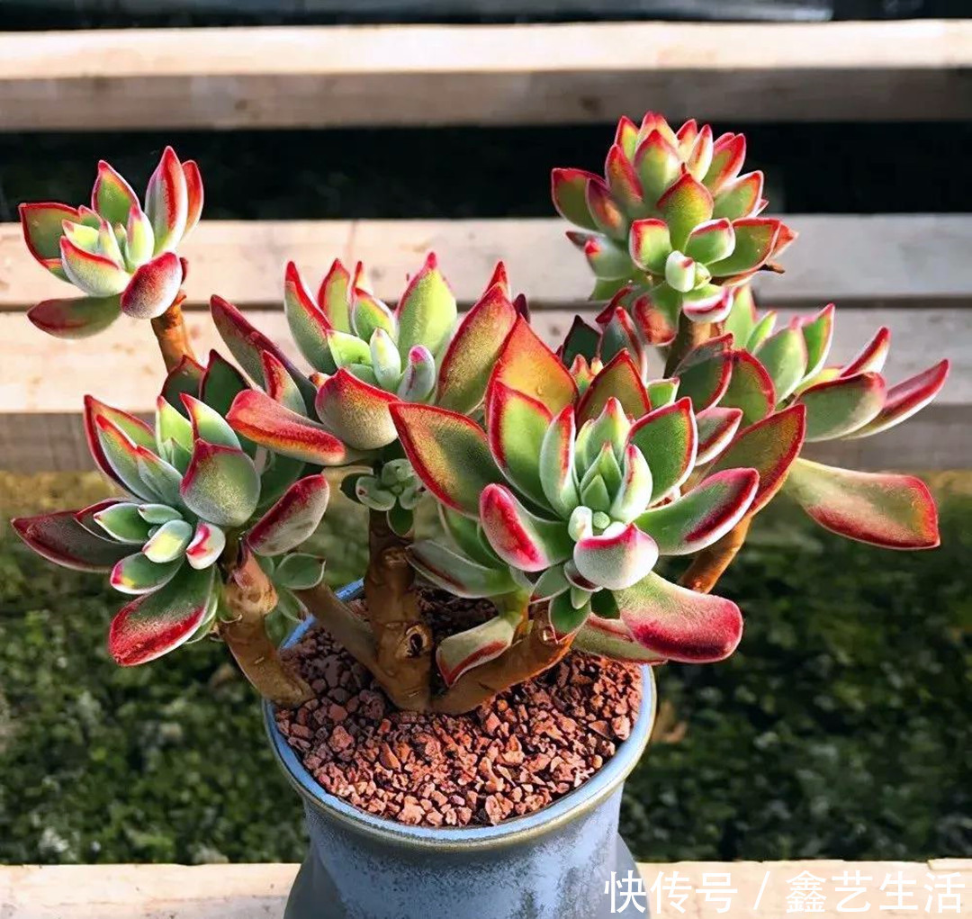 多肉植物|夏天多肉“防腐”有妙招!做好这三件事,不烂不腐不化水,超实用!