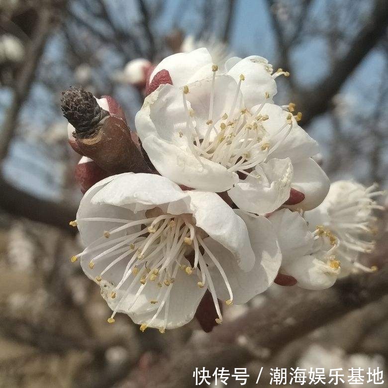12个月各有各的花神,你出生在几月,你的花神就是它