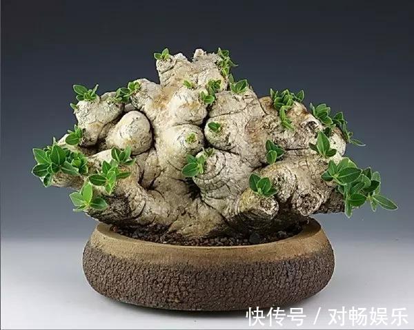 世界上最贵的花,一盆就是一座房子!看过的贵气满满