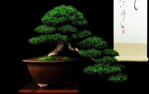 盆景树木叶片太大，3个控叶技巧，让叶片变小，尽显古朴苍老，不学可惜了