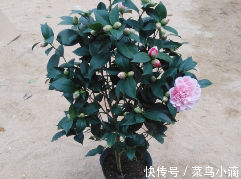 11月养茶花,坚持“2多1少”,外面飘雪,室内赏花,真香!