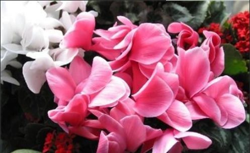 春天种植此款植物，花期一到轻松开爆盆，花色鲜艳，香飘溢满屋