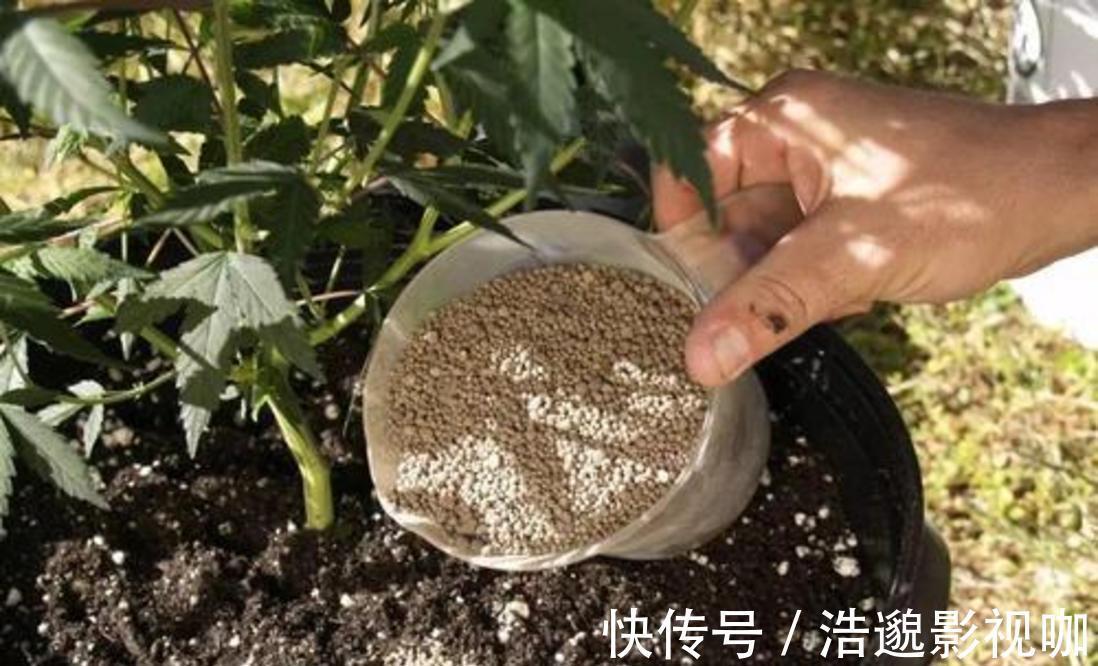 这些“垃圾”不要扔,用来养花“一级棒”,肥的流油,环保又省钱