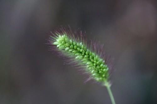 滑膜炎|没想到狗尾草原来是个宝，狗尾草的这5大功效，你知道吗？