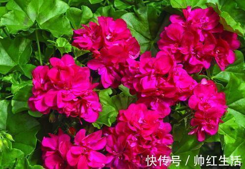 冬天养天竺葵,了解掌握4个要点,开出层叠群花!