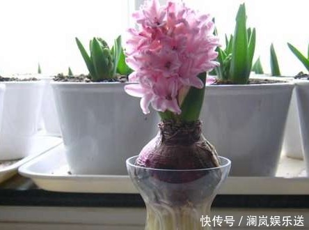 根系|8种最适合水培的盆栽植物介绍！不用照顾就能活，养花杀手的福音