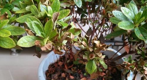 3种漂亮花，再“喜欢”也别贸然买，太难养，一般人根本养不活