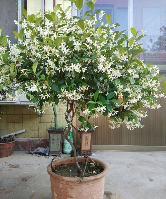 桂花香|此花“天下第一香”,一年花开288天,比桂花香10倍,比绿萝好养